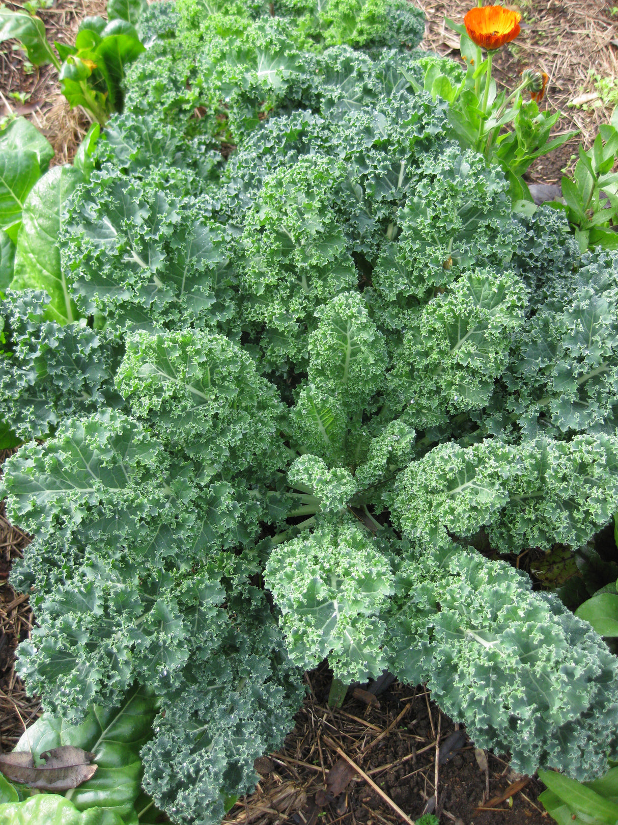 Kale 'Blue Curled Scotch'