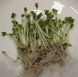 Kale Sprouting