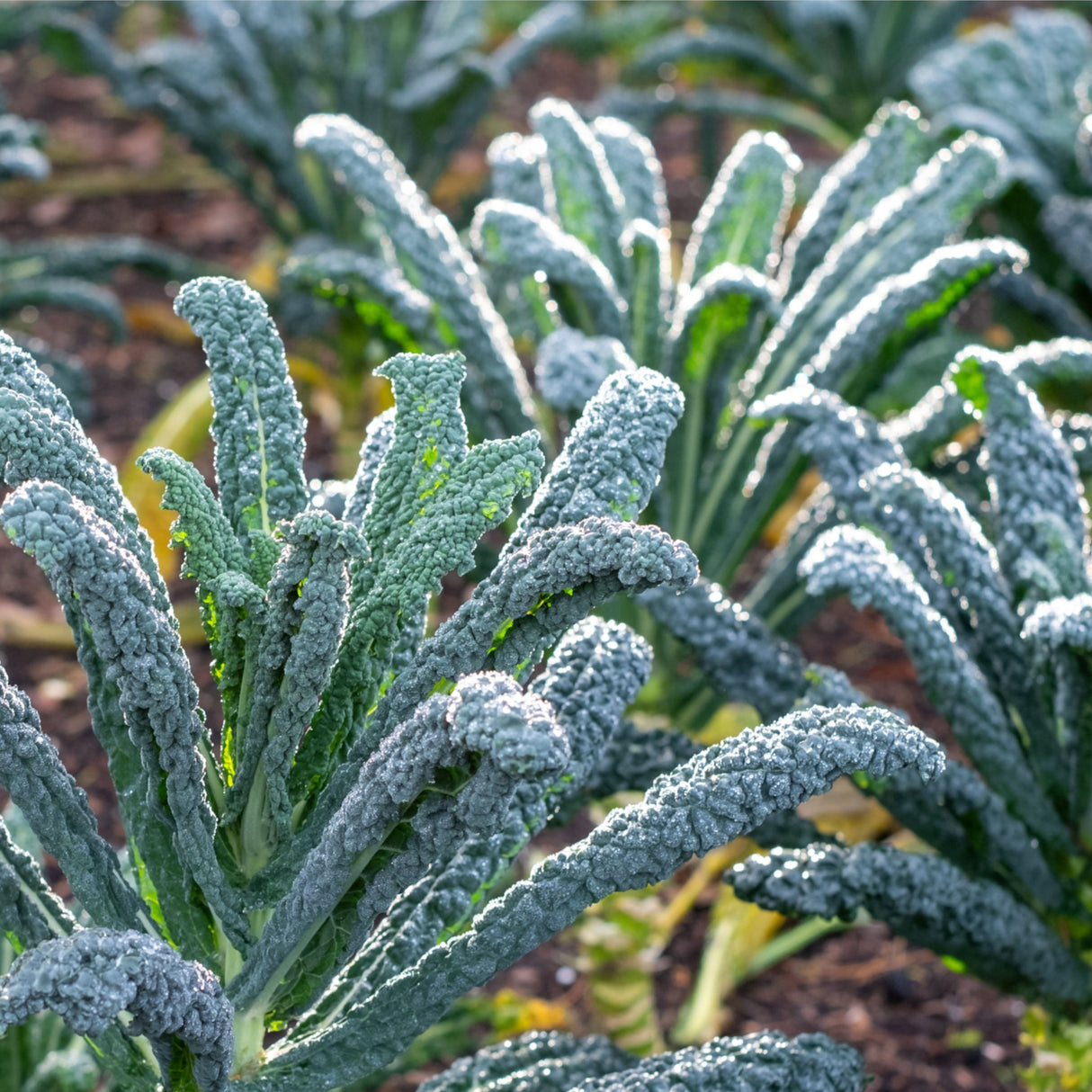 Kale 'Cavolo Nero'