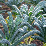 Kale 'Cavolo Nero'