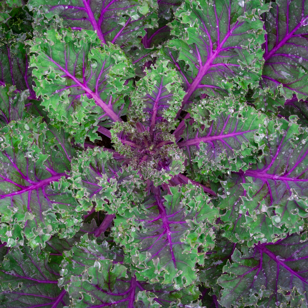 Kale 'Red Russian'