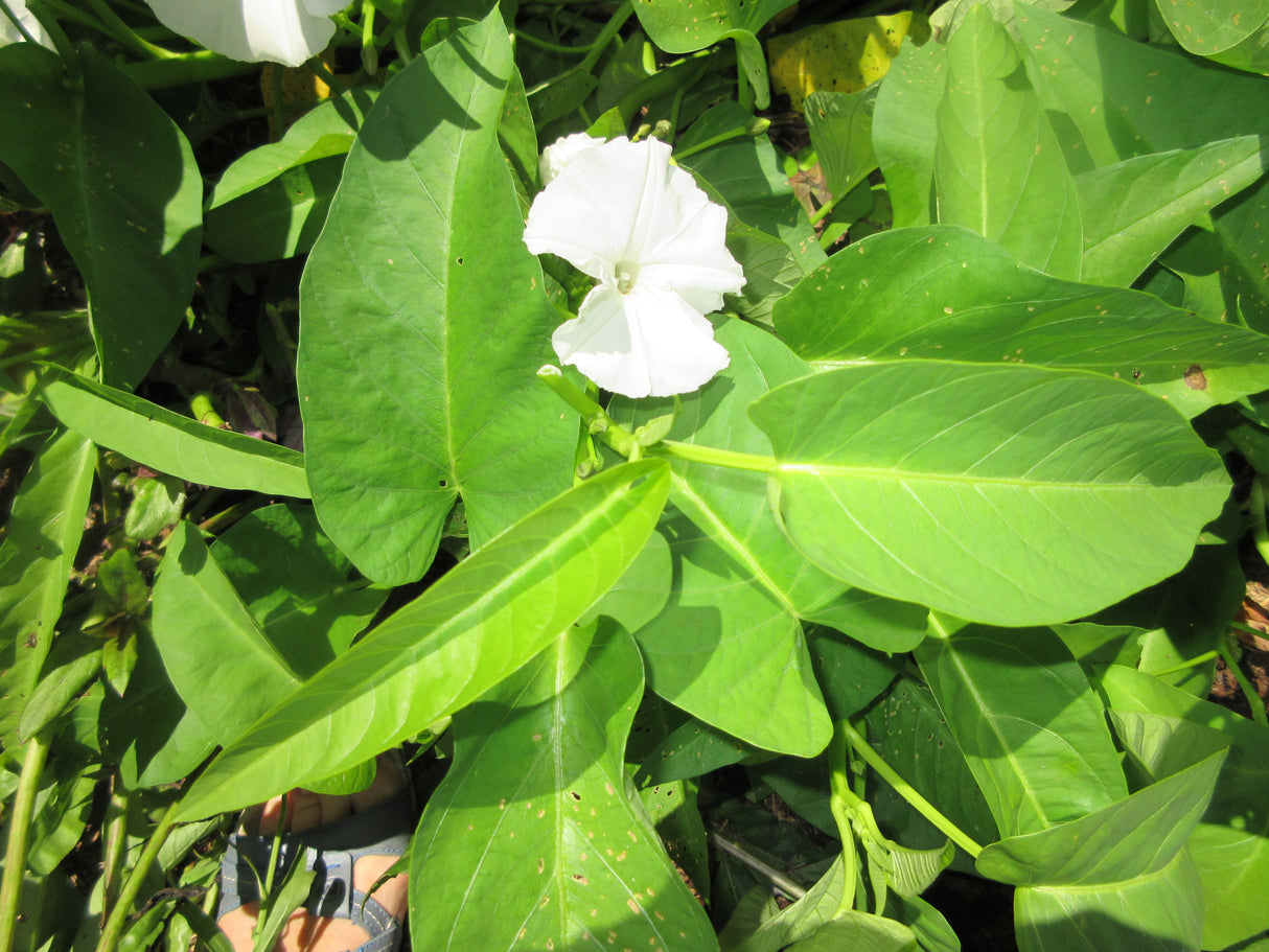 Kang Kong' 'Bamboo Leaf'