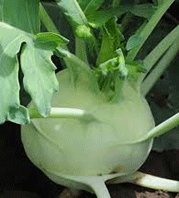 Kohlrabi 'White Vienna'