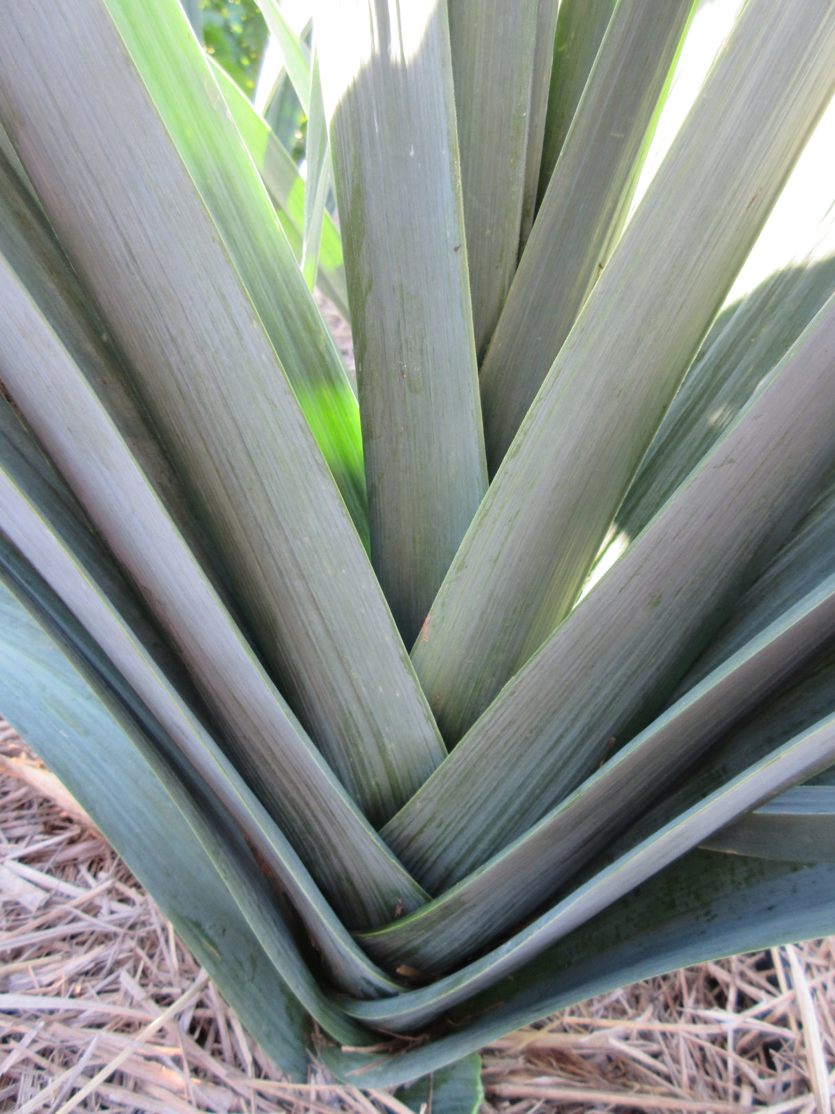 Leek 'Blue Solaise'