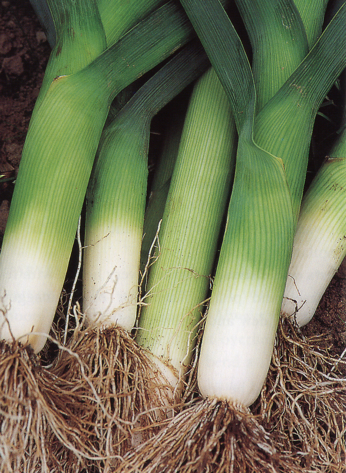 Leek 'Giant Carentan'