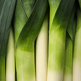 Leek 'Giant Musselburgh'