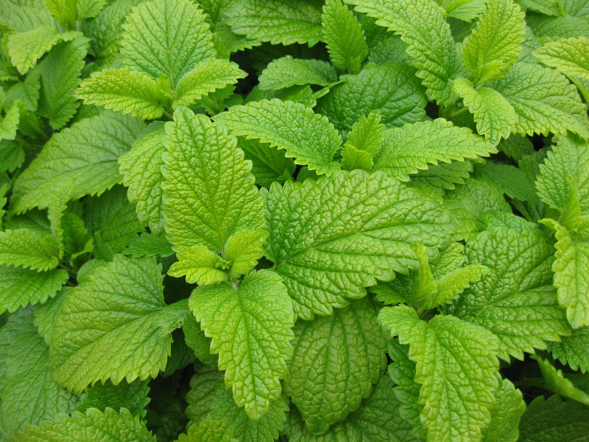 Lemon Balm