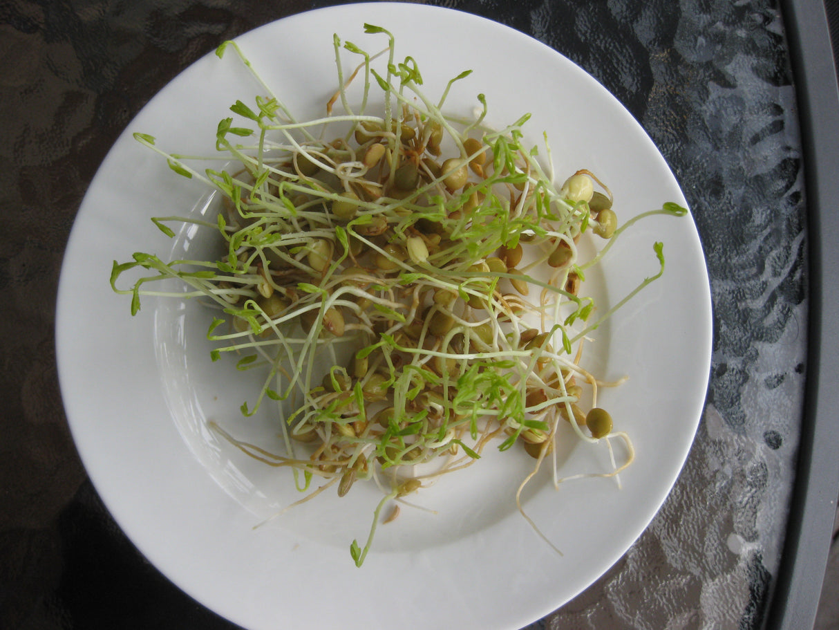 Lentils Sprouting