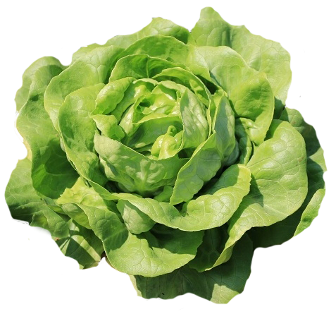 Lettuce 'All Year Round'