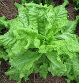 Lettuce 'Australian Yellow Leaf'