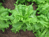 Lettuce 'Australian Yellow Leaf'