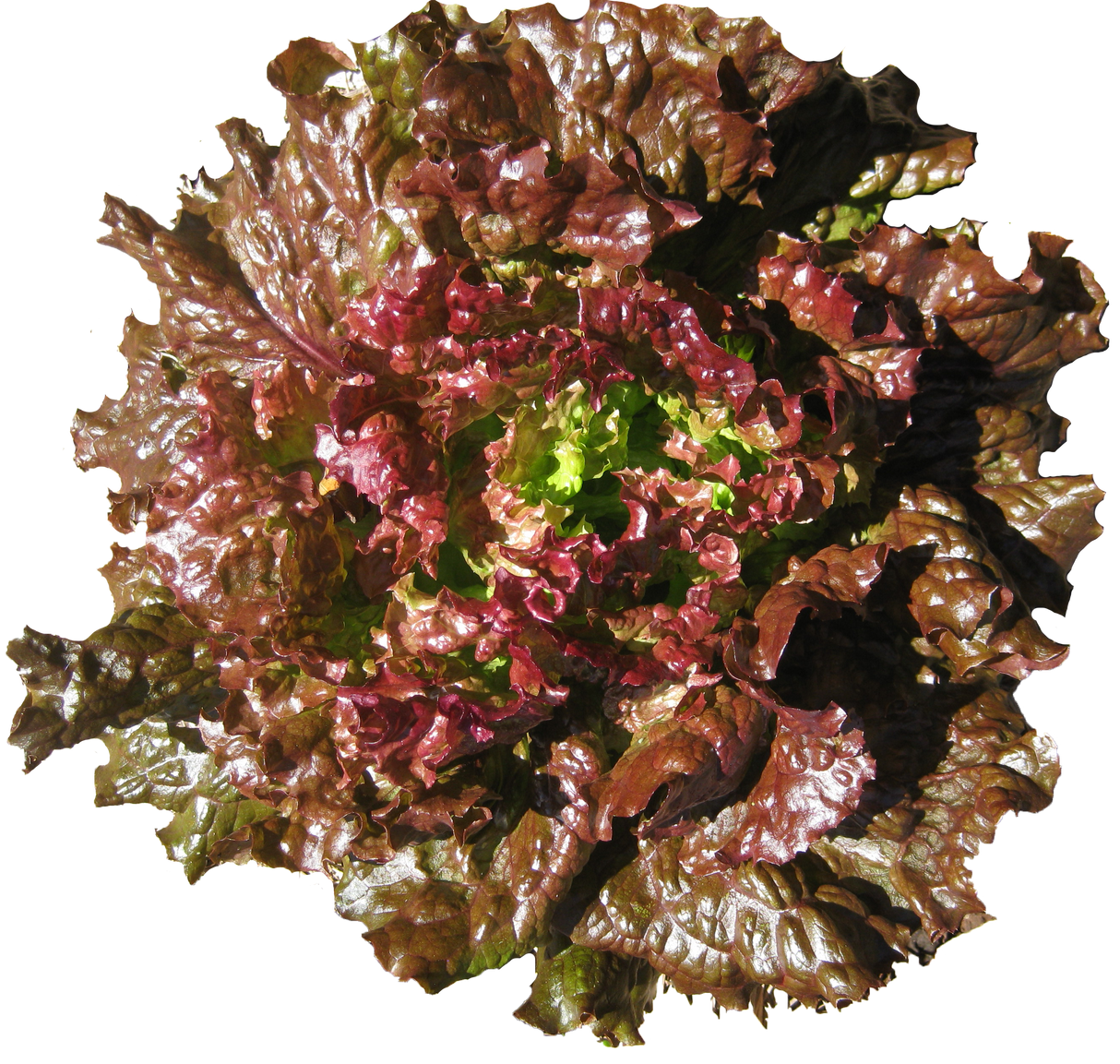 Lettuce 'Biscia Rossa'