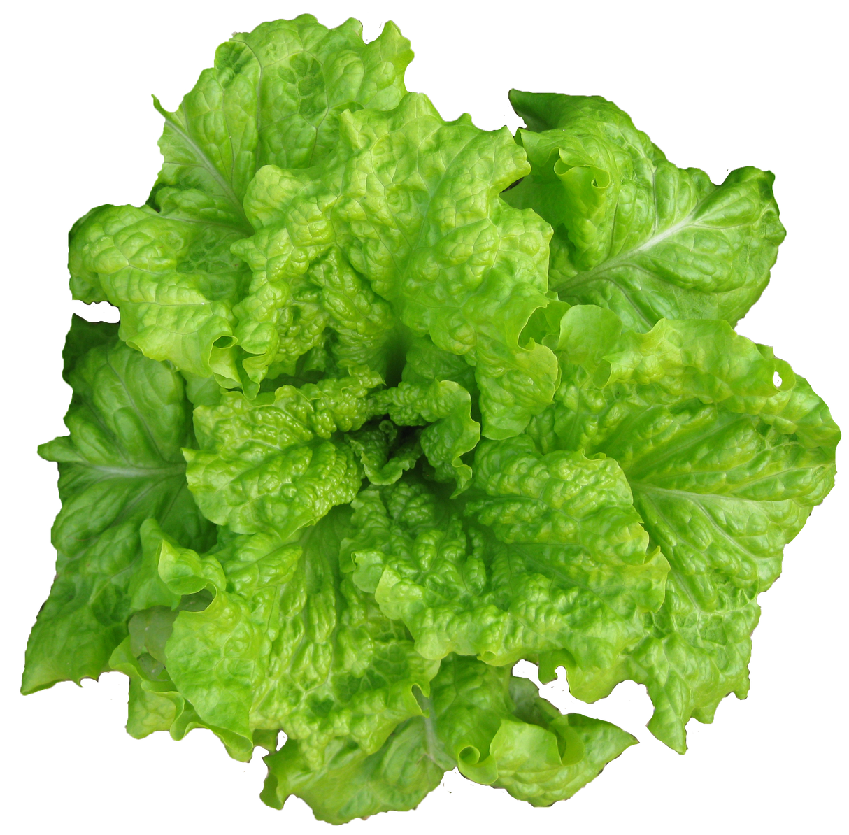 Lettuce 'Black Seeded Simpson'