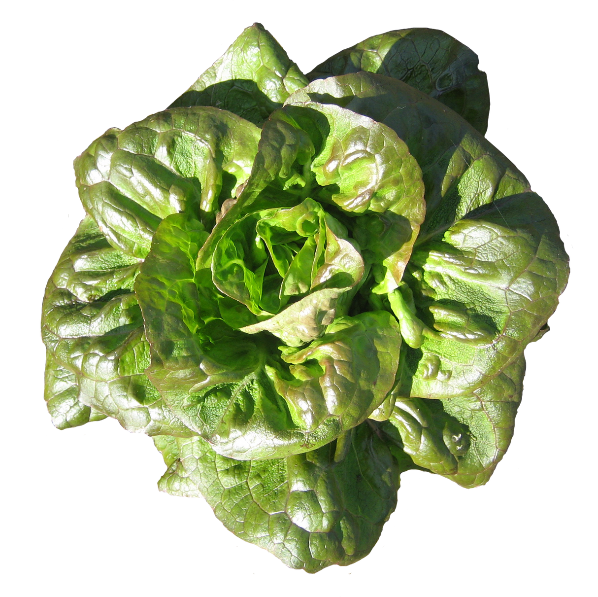 Lettuce 'Bronze Mignonette'