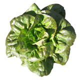 Lettuce 'Bronze Mignonette'