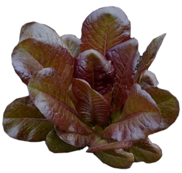 Lettuce 'Brown Romaine'