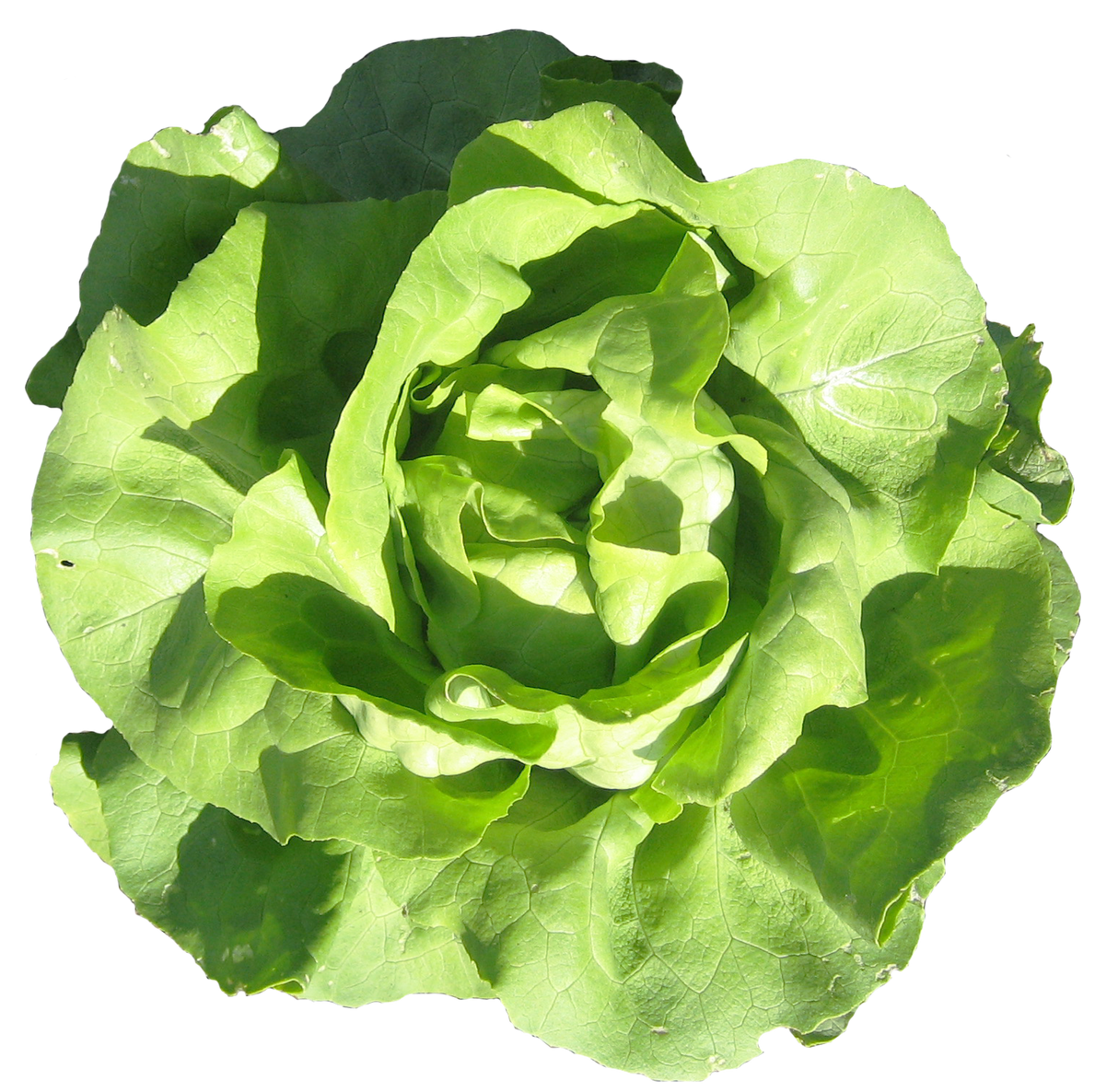 Lettuce 'Buttercrunch'