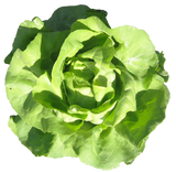 Lettuce 'Buttercrunch'