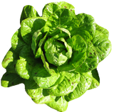 Lettuce 'Romaine Freckles'