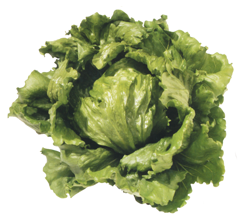 Lettuce 'Great Lakes'