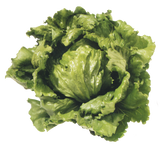 Lettuce 'Great Lakes'