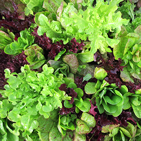 Lettuce Mix Organic