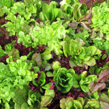 Lettuce Mix Organic