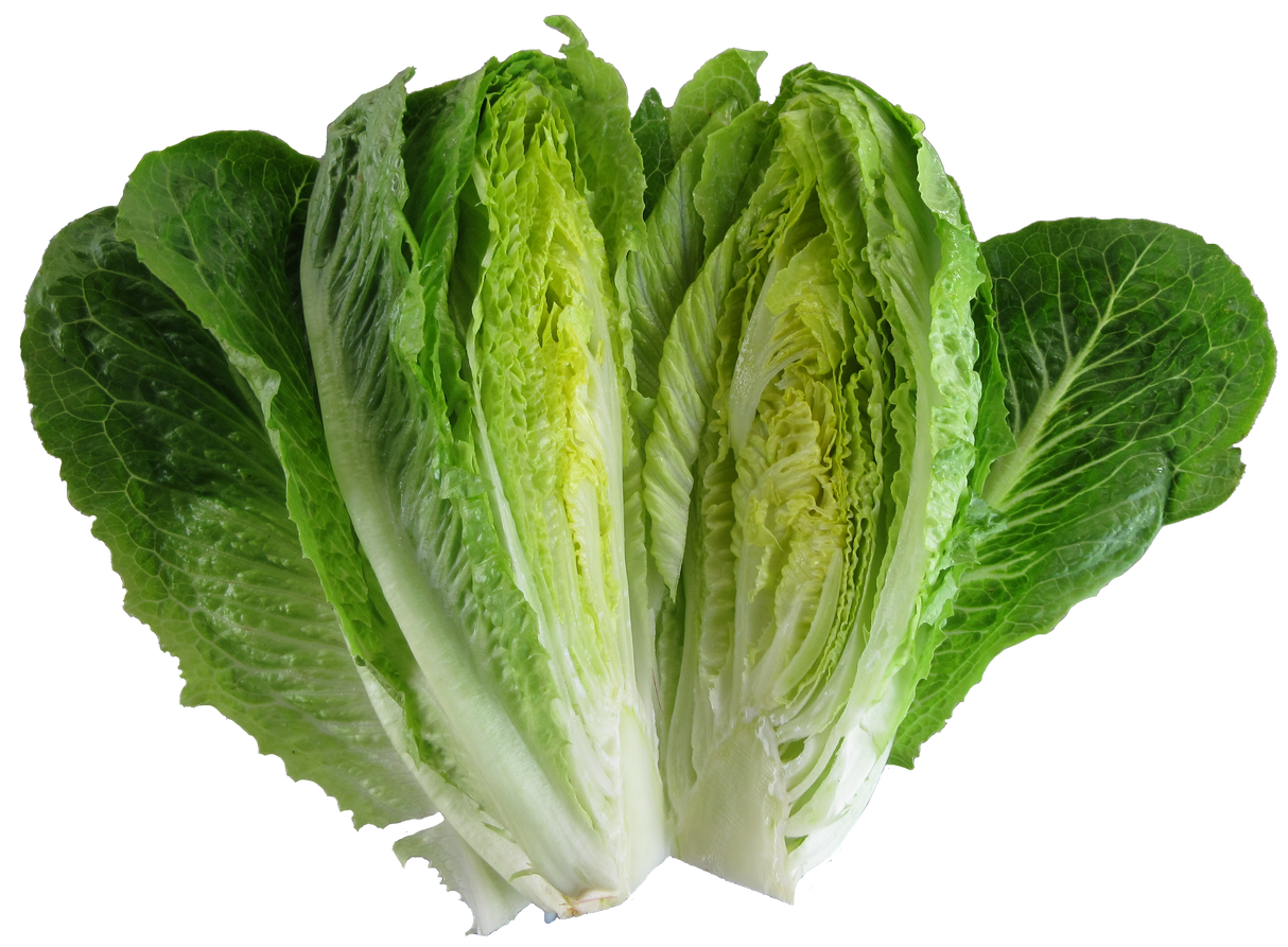 Lettuce 'Parris Island Cos'