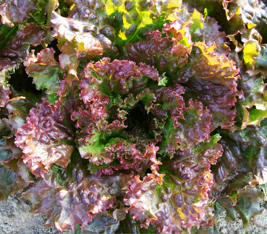 Lettuce 'Red Sails'