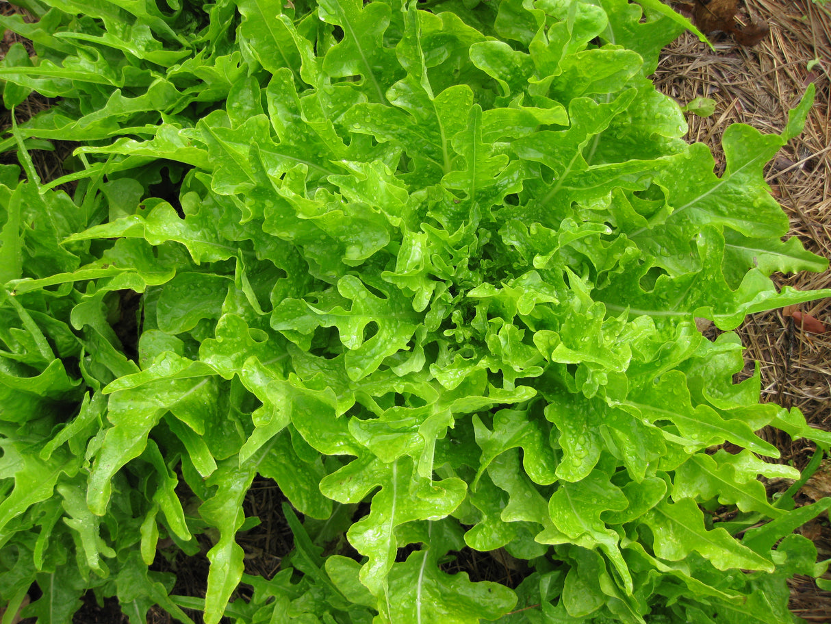 Lettuce 'Royal Oakleaf'