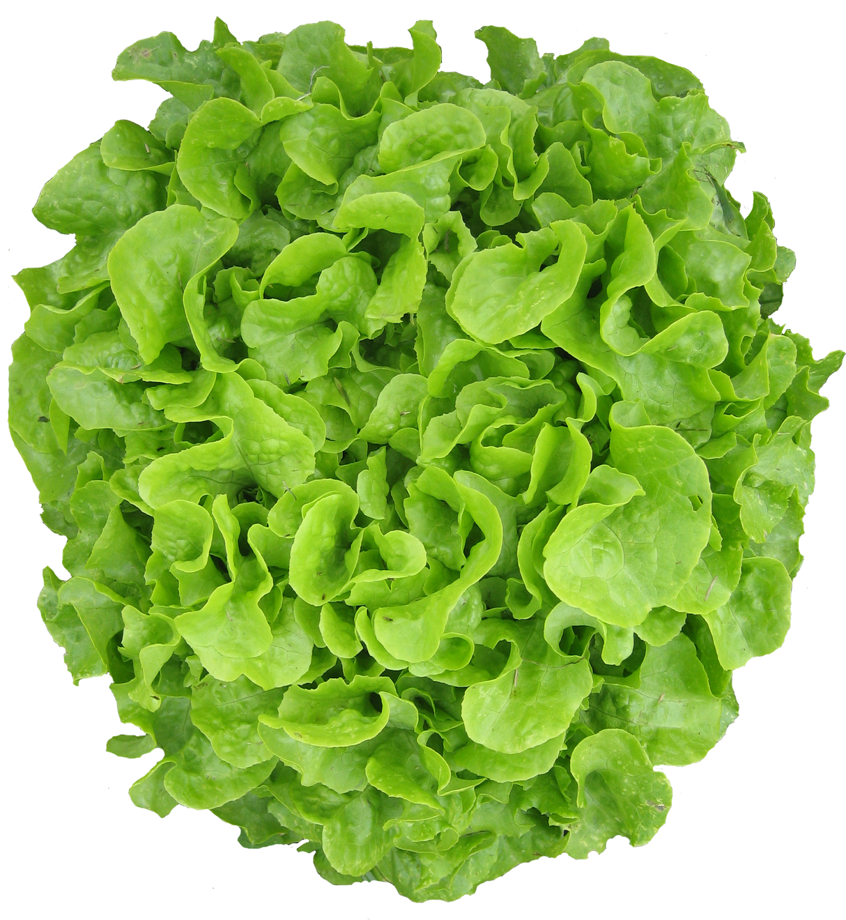 Lettuce 'Salad Bowl Green'