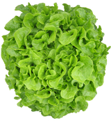 Lettuce 'Salad Bowl Green'