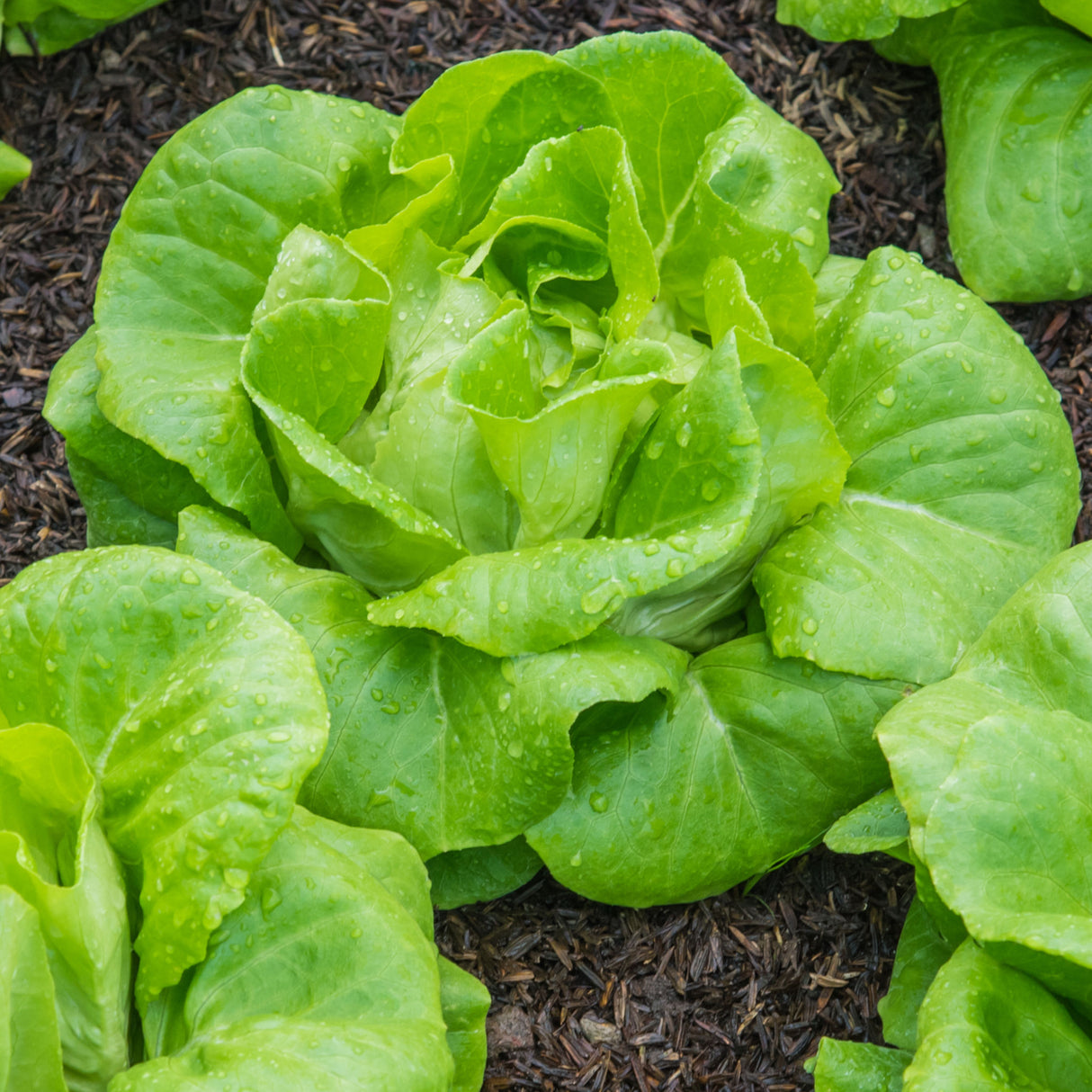 Lettuce 'All Year Round'