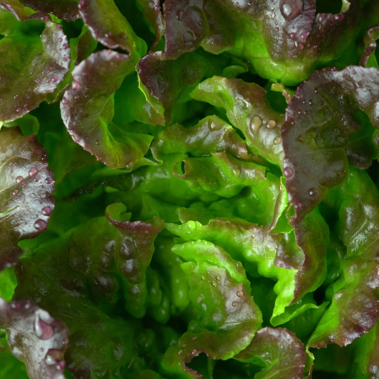 Lettuce 'Bronze Mignonette'