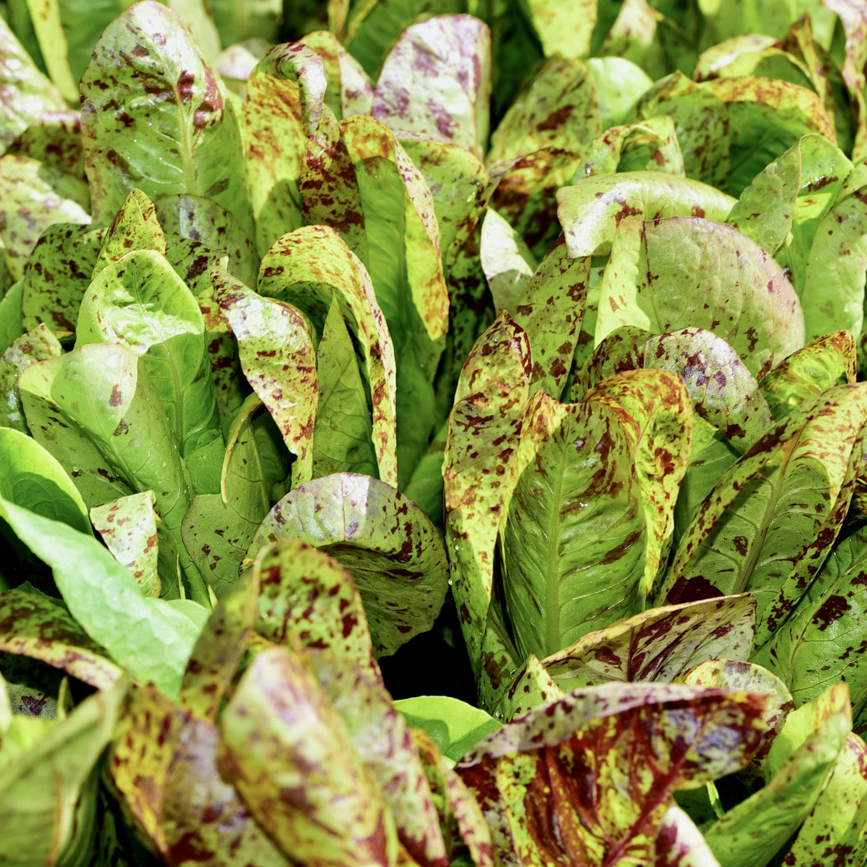 Lettuce 'Romaine Freckles'