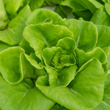 Lettuce 'White Boston'