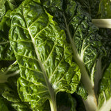 Silverbeet 'Lucullus'