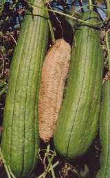 Luffa