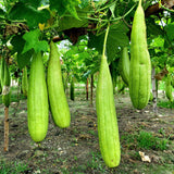 Luffa