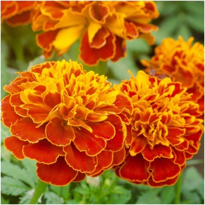 Marigold 'Fiesta'