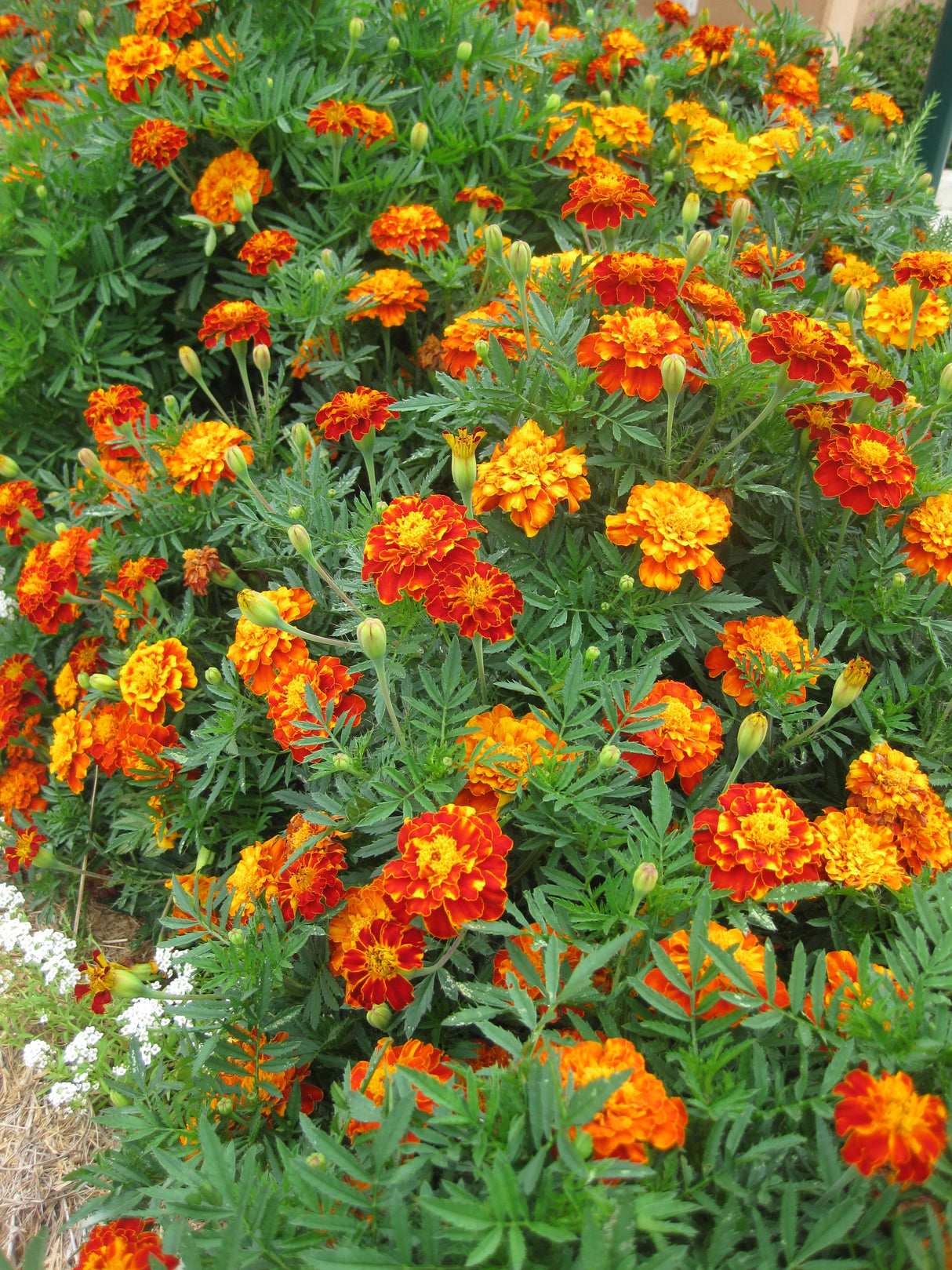 Marigold 'Fiesta'