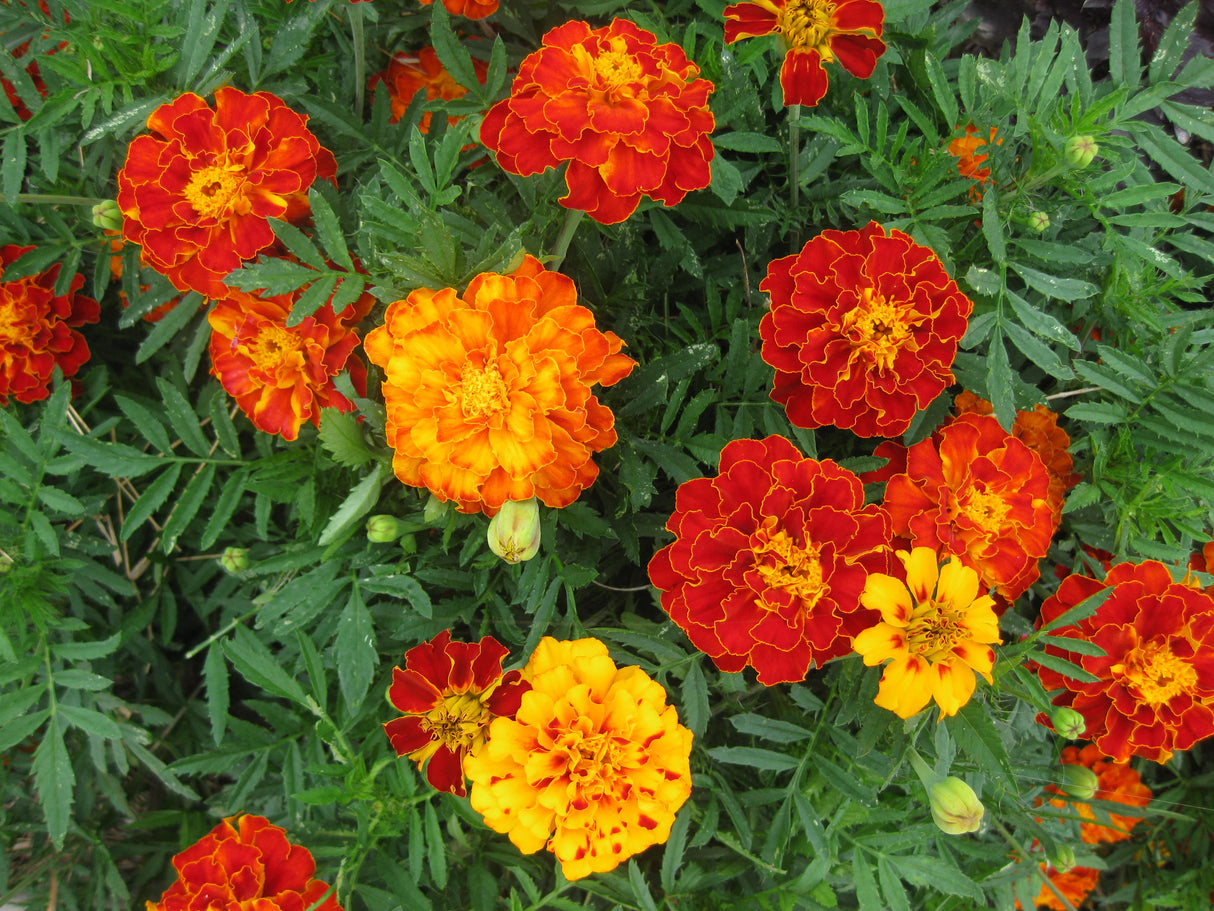 Marigold 'Fiesta'