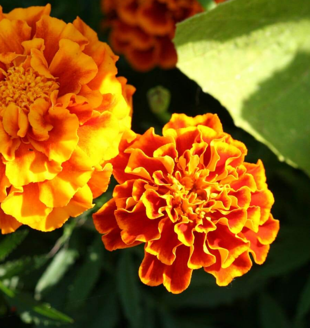 Marigold 'Sparky'