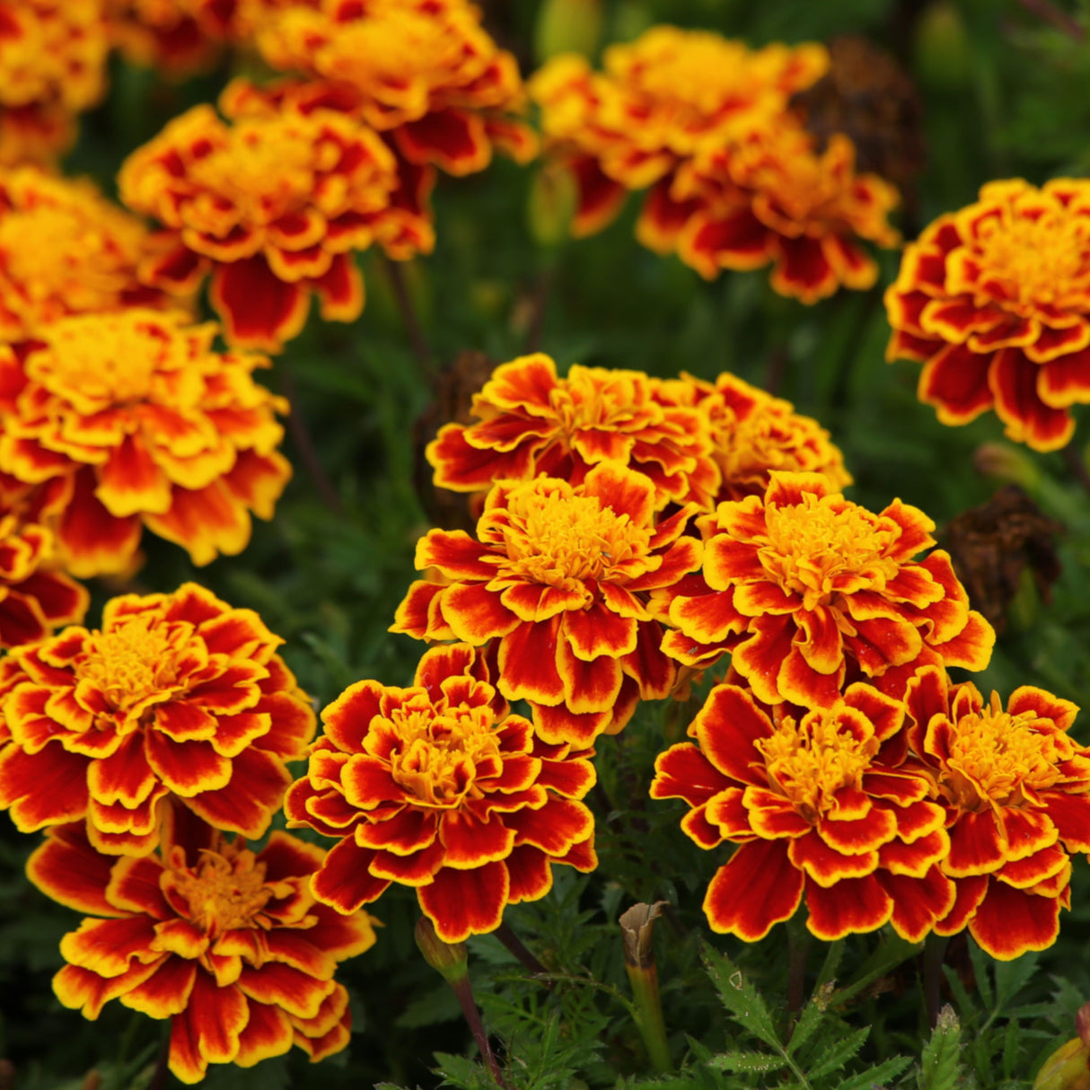 Marigold 'Fiesta'