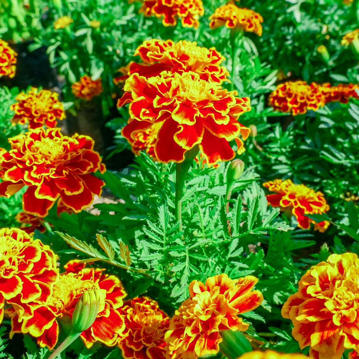 Marigold 'Sparky'