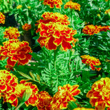 Marigold 'Sparky'