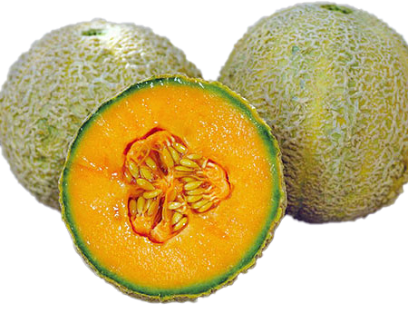 Melon 'Honey Rock'