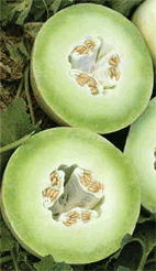 Melon 'Honeydew Green Flesh'