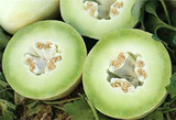 Melon 'Honeydew Green Flesh'