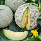 Melon 'Honeydew Green Flesh'